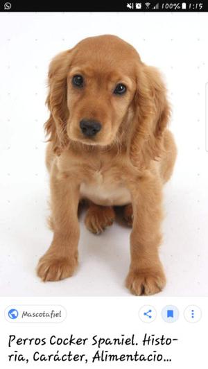 compro perrito cocker