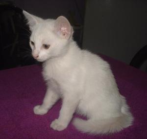 gatito blanco angora turco 50z