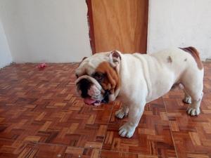 servicio de BULLDOG INGLES