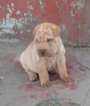 shar pei utima hembrita