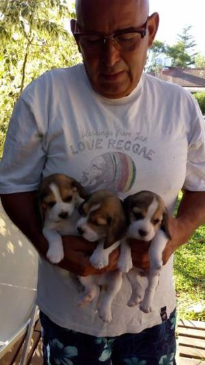 vendo cachorro beagle tricolor,de 60 dias