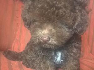 vendo caniche marrón $