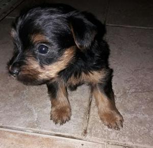 vendo hermosos cachorros yorkshires