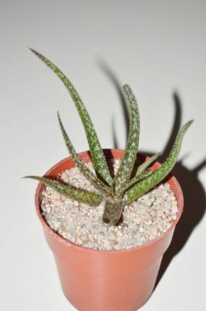 Aloe albiflora pequeño
