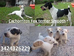 Cachorritos Fox Terrier smooth