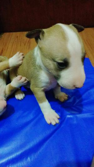 Cachorros Bull terrier