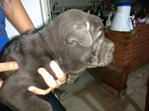 Cachorros shar pei