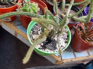 Cactus Aporocactus flagelliformis, cola de rata M11