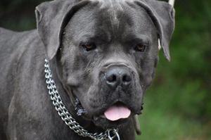 Cane Corso blue cachorros