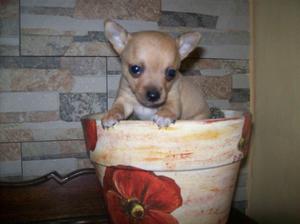 Chihuahua mini bolsillo