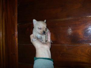 Chihuahua mini bolsillo hembra