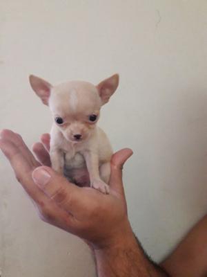 Chihuahuas super mini con fca