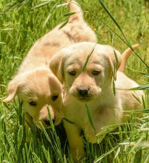 HERMOSOS LABRADORES DORADOS!!