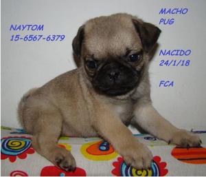 PUG MACHO FCA