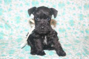 Schnauzar mini negra.