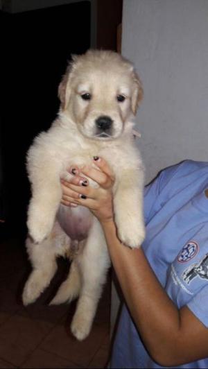 Se venden 3 hembras Golden Retriever