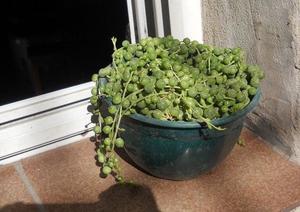 Senecio Rowleyanus /planta del rosario maceta 11 colmada