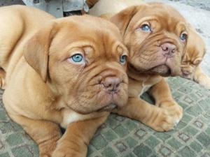 VENDO CACHORROS DE DOGO DE BURDEOS