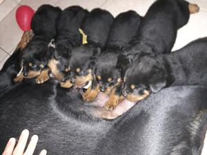 Vendo Cachorros Rottwailer