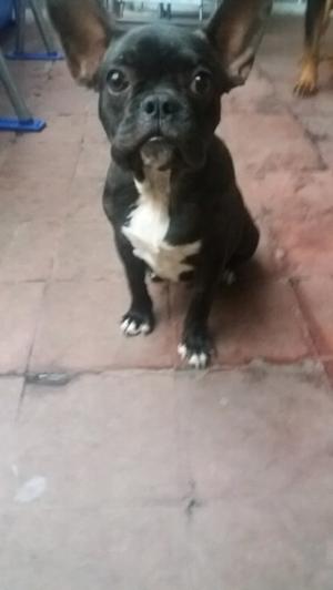 Vendo bulldog frances 6 meses