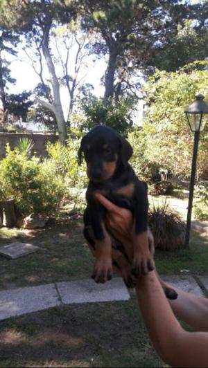 Vendo perritos rotweilers