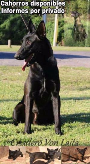 Cachorros Pastor Belga Malinois