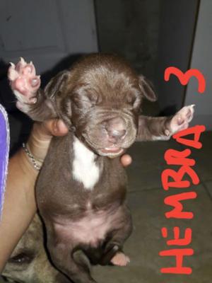 Cachorros pitbull hermosos!!!