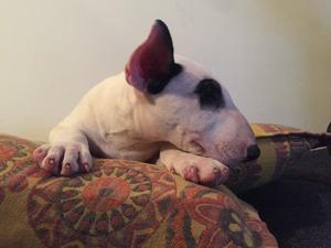 DISPOBLE HERMOSA BULL TERRIER CON FCA