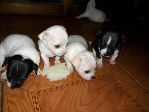 Se venden chihuahuas