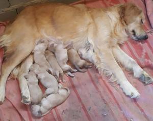 Vendo golden retriver