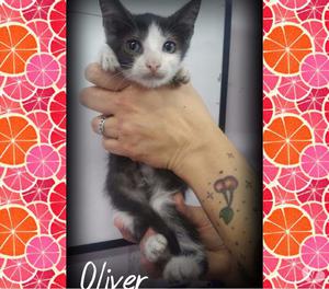 OLIVER busca hogar