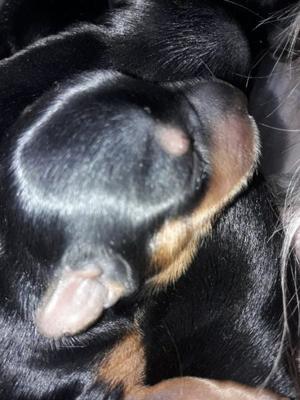Vendo Yorkshire Terrier
