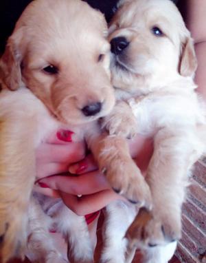 Vendo hermosos Golden retriever.