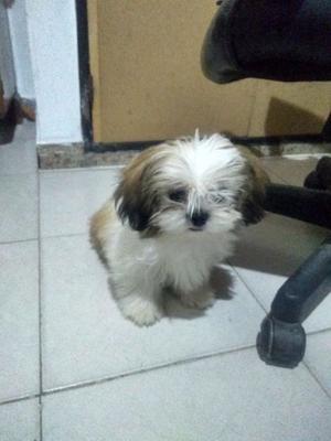 Cachorra Shih tzu