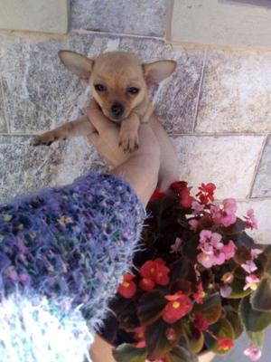 Chihuahua mini hembra