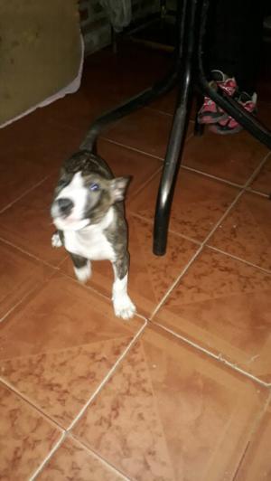 Vendo bull terrier de dos meses y medio puro