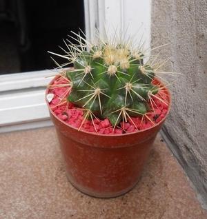 Cactus Echinocactus Grusonii M 8 (Asiento De Suegra)