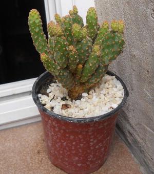 Cactus opuntia rufida minima maceta 10