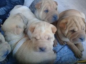 Vendo cachorritos Shar pei