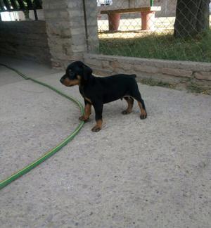 Vendo cachorros doberman