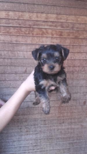 Vendo hembrita yorki terrier minni escucho ' ofertas