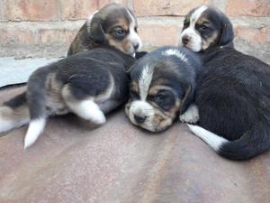 cachorros beagles nacidos el 