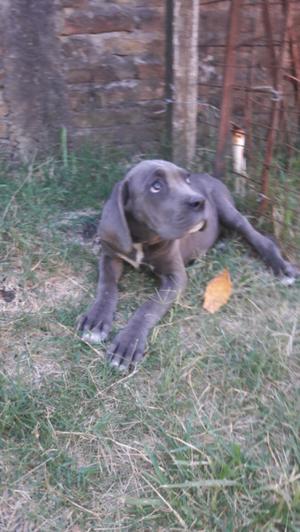 cane corso gris henbra griz con pedrigue de fca