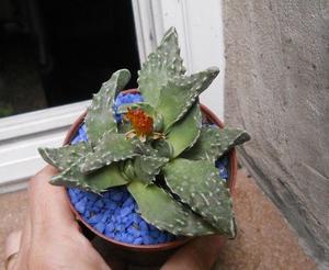 planta Faucaria maceta 8 doble