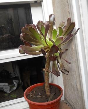 planta suculenta Aeonium arboreum "Atropurpureum" M 12
