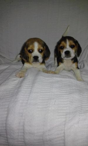 Cachorros Beagles tricolor 50 dias