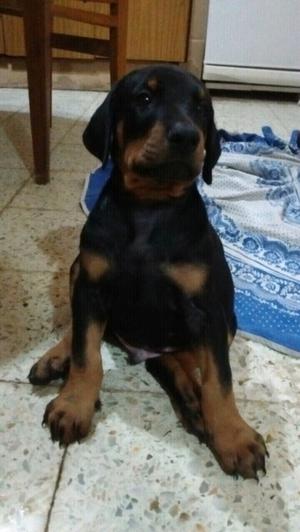 Vendo doberman hembra escucho ofertas