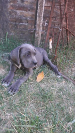 cane corso gris henbra con pedrigue