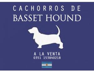 BASSET HOUND - CACHORROS DE PERRO BATATA