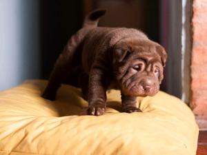 Cachorro shar pei